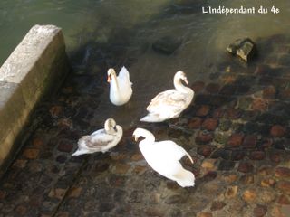 Lindependantdu4e_cygne_IMG_8852