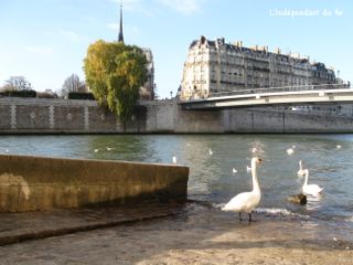 Lindependantdu4e_cygne_IMG_8840