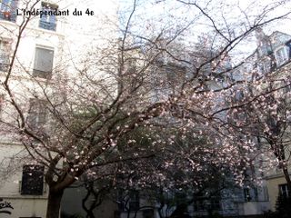 Lindependantdu4e_rue_des_barres_cerisier_IMG_1183