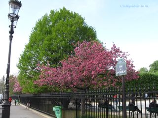 Lindependantdu4e_quai_de_larcheveche_printemps_IMG_2772