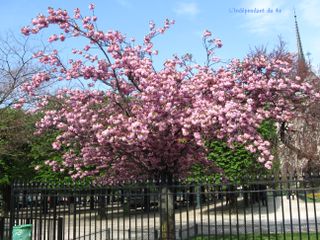 Lindependantdu4e_quai_de_larcheveche_printemps_IMG_2763