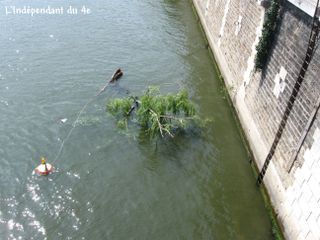 Lindependantdu4e_ile_de_la_cite_saule_pleureur_IMG_7488