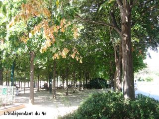 Lindependantdu4e_les_halles_arbres_IMG_2068