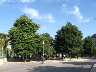 Lindependantdu4e_les_halles_arbres_IMG_2044