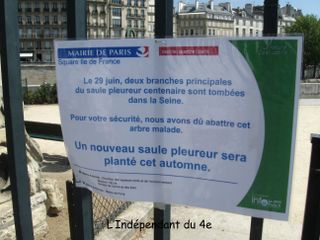 Lindependantdu4e_saule_pleureur_IMG_2159