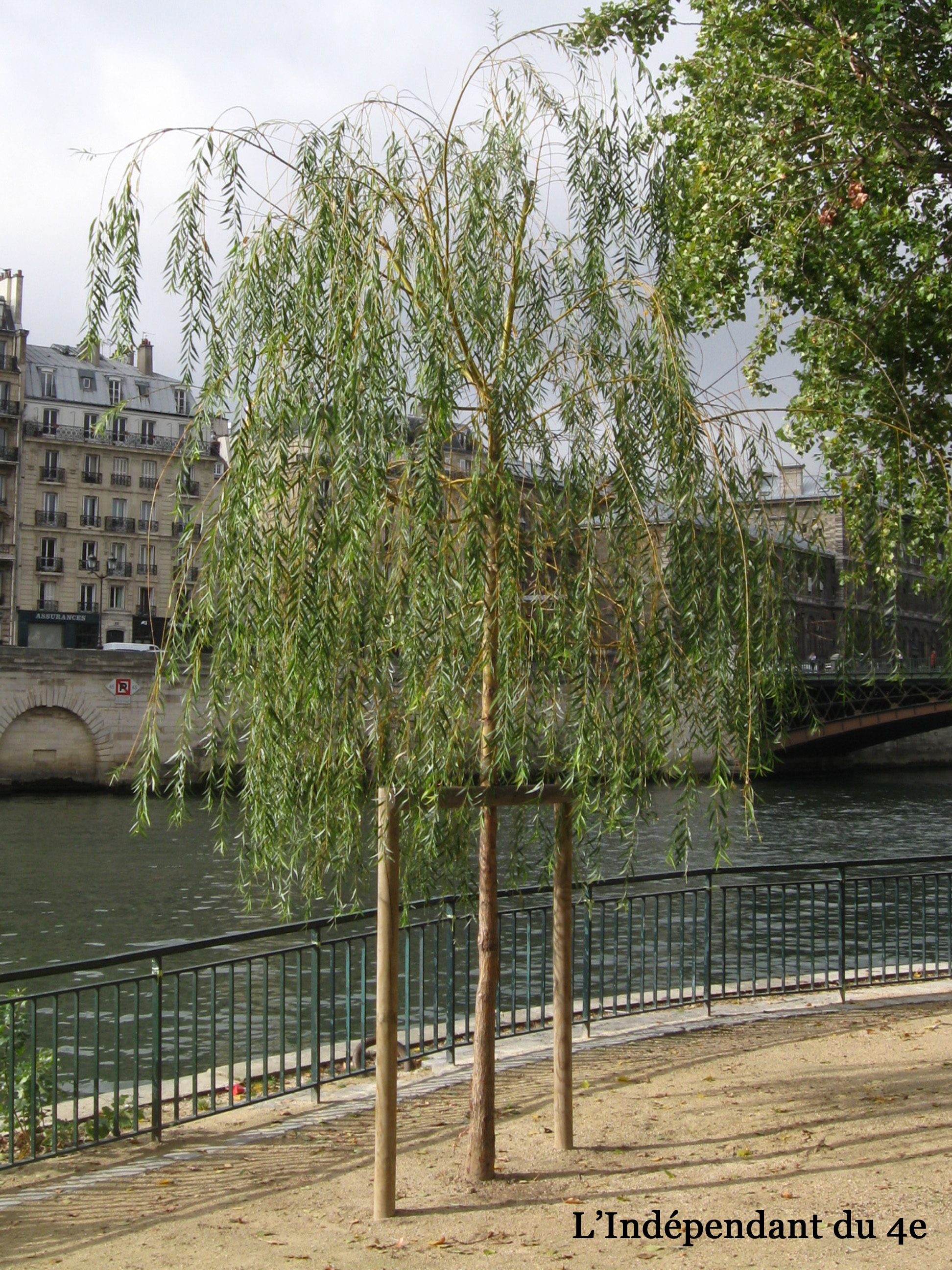 Saule pleureur - Société Nationale d'Horticulture de France