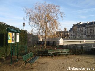 Lindependantdu4e_saule_pleureur_IMG_4406