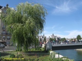 Lindependantdu4e_saule_pleureur_IMG_8599