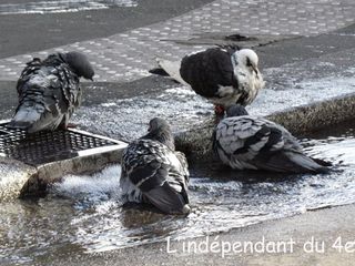 Lindependantdu4e_pigeons_IMG_2829