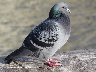 Lindependantdu4e_pigeons_IMG_2804
