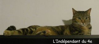 Lindependantdu4e_chat_IMG_9613_bis