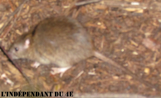 Lindependantdu4e_rats_IMG_7509