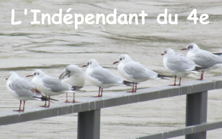 Lindependantdu4e_mouettes_IMG_2778