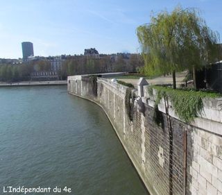 Lindependantdu4e_saule_pleureur_IMG_9797